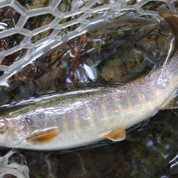 １匹目が川サバ ～長良川水系～